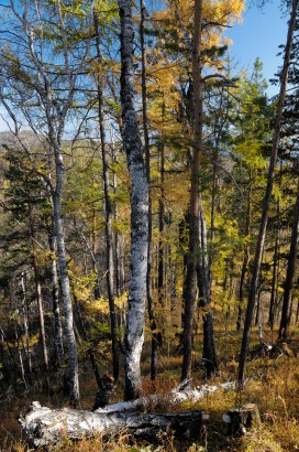 A Bajkál-tó környéki erdők lakói voltak az ojrátok a 13. század elején