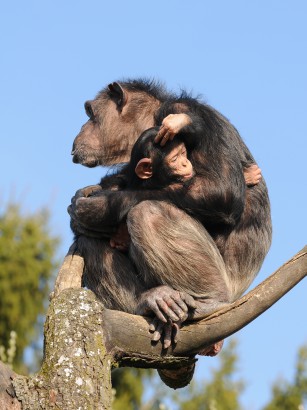 A csimpánzok megtanulják a helyi „nyelvjárást”