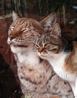 A csöves macska és a hiúz igaz barátsága