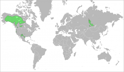 A jenyiszeji és a na-dene nyelvek elterjedése a 17. században (zöld), a mai ket nyelvterület (piros)
