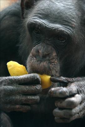 A veszprémi csimpánzház egyik lakója. Megérteti, mit akar?