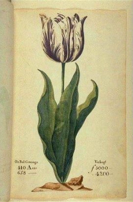 A Viceroy nevű tulipán ábrázolása egy 1637-es holland katalógusban. Egyetlen hagymájáért 3000-4200 gulden adtak akkor, amikor egy ács éves jövedelme 250 gulden volt