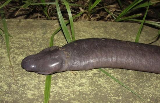 Kötött állatos péniszmelegítők - többféle - avemadridsalamanca.es, Pénisz alakú kígyó