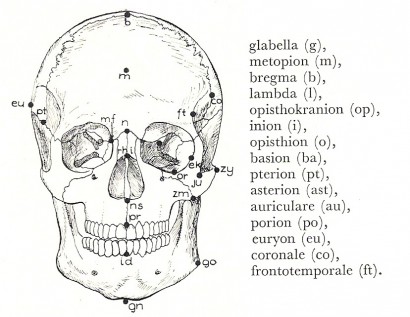 A koponya mérőpontjai elölnézetben