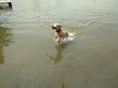 Bemehet a kutya a vízbe?