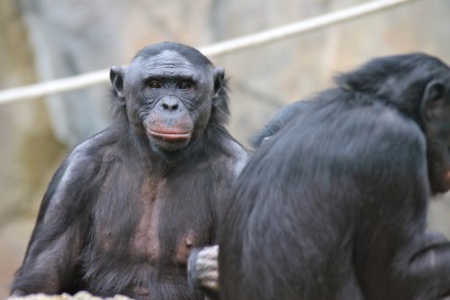 Bonobók. Emberré válnak?