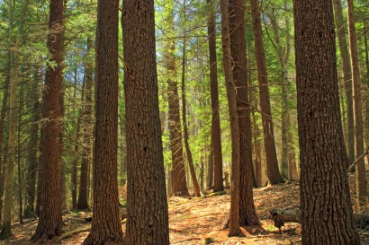 Erdő Pennsylvaniában