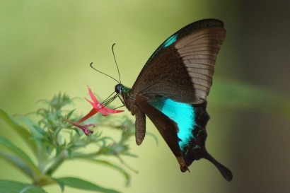 Ez már pillangó! Papilio buddha