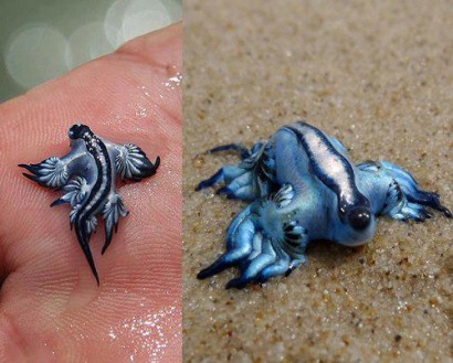 Glaucus atlanticus – kék tengeri csiga