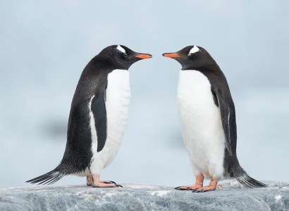 Helló! – mondta az egyik pingvin. Zeller! – köszönt vissza a másik