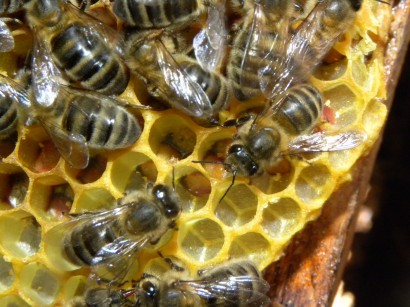 Így csinálják a méhecskék