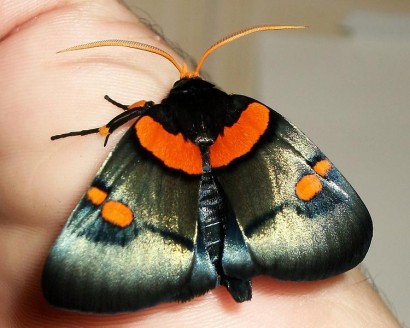 Lepke, de nem pillangó – egy afrikai bagolylepke (Egybolis vaillantina)
