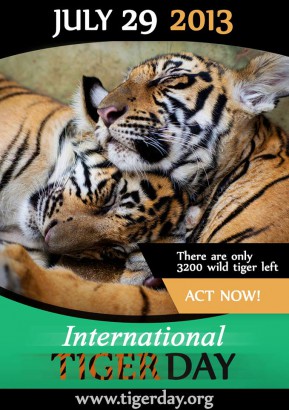 Ma van a nemzetközi tigrisnap