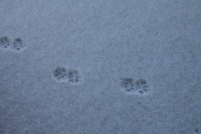 Macskanyomok a hóban