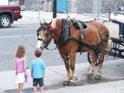 Vajon milyen nyelven szabad egy montreáli lovat megszólítani?